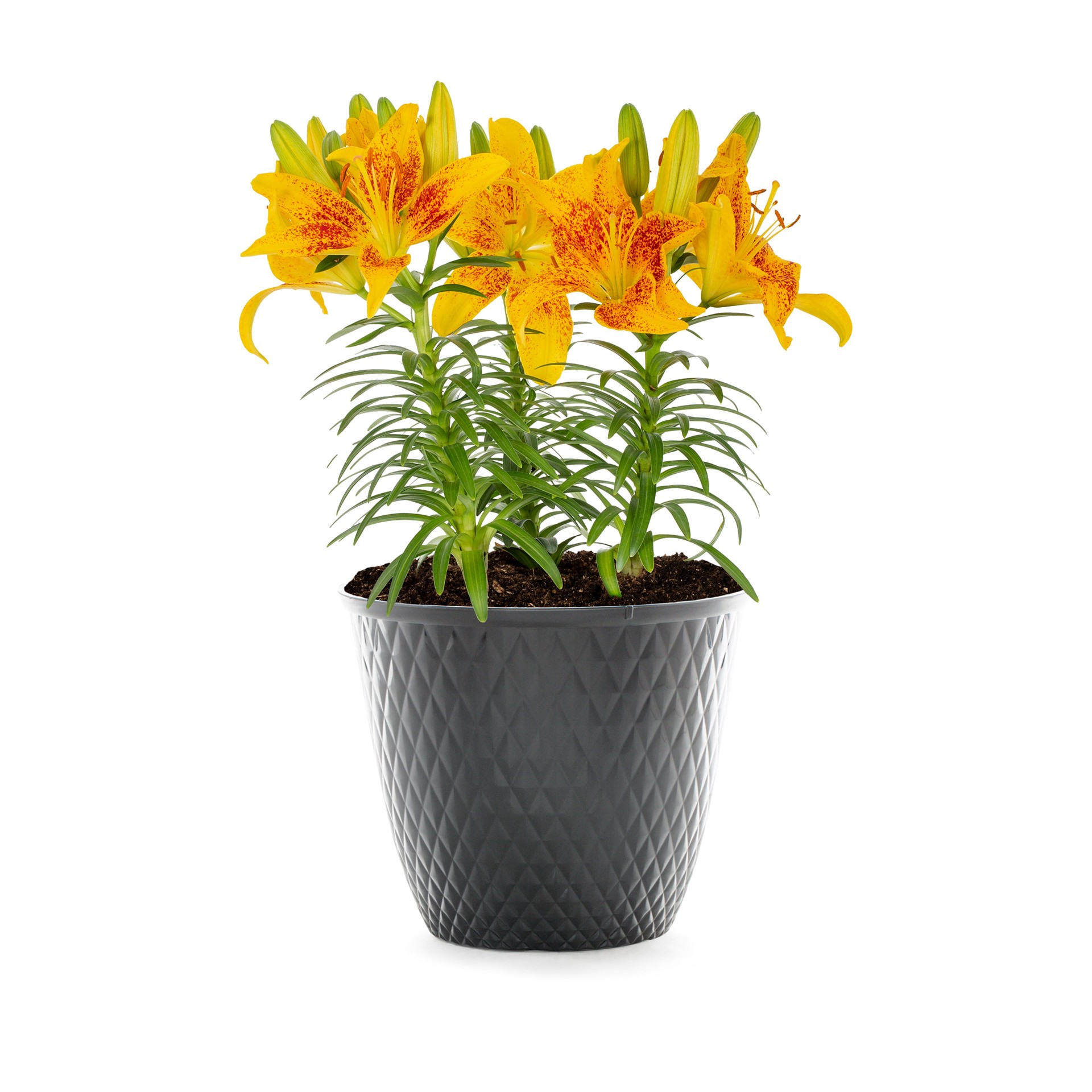 slide 5 of 6, Lowe's Multicolor Asiatic Lily Plant in 2-Gallon (s) Planter, 1 ct
