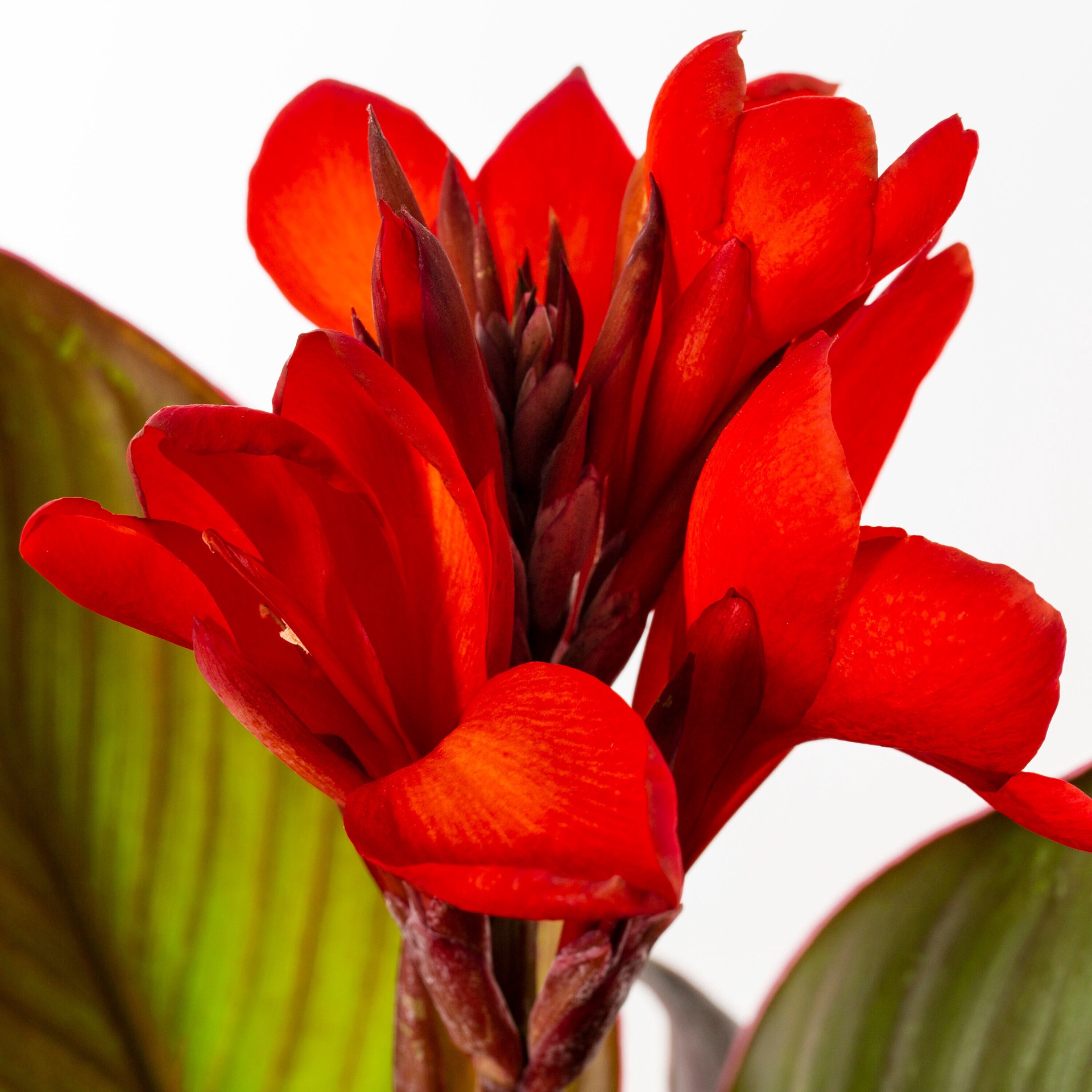 slide 2 of 6, Lowe's Multicolor Canna lily Plant in 2 -Gallon Planter 3 -Pack, 1 ct