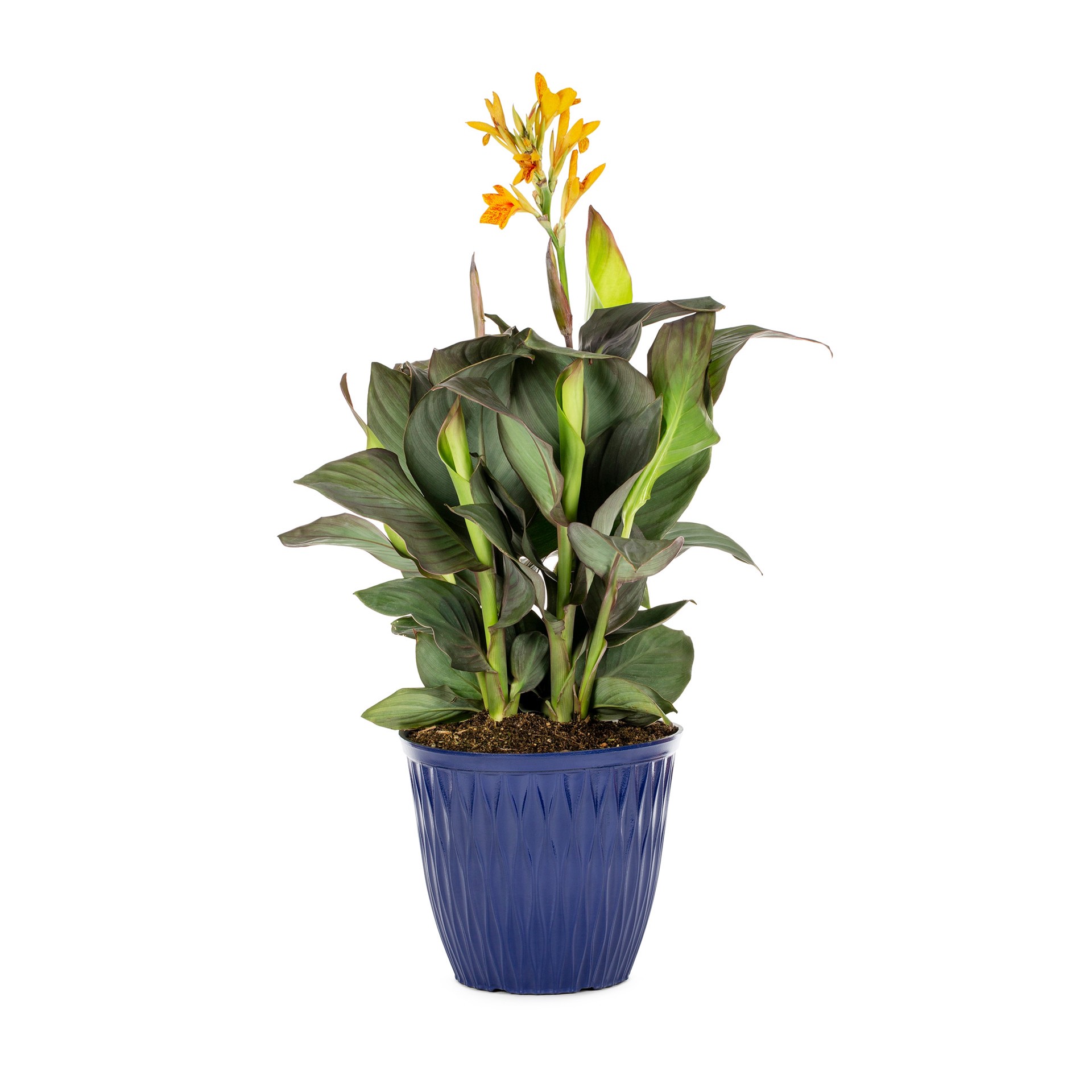 slide 3 of 6, Lowe's Multicolor Canna lily Plant in 2 -Gallon Planter 3 -Pack, 1 ct