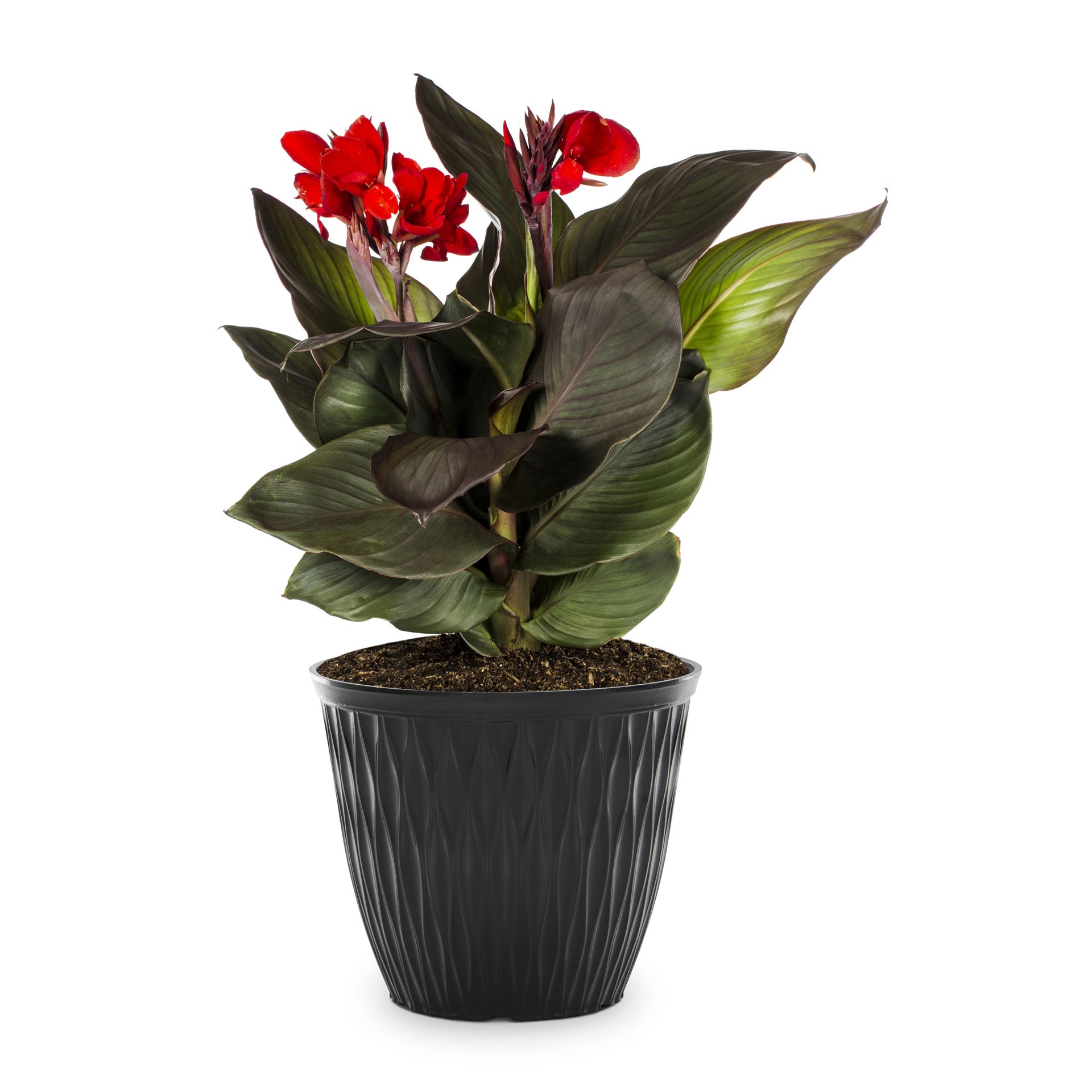 slide 1 of 6, Lowe's Multicolor Canna lily Plant in 2 -Gallon Planter 3 -Pack, 1 ct