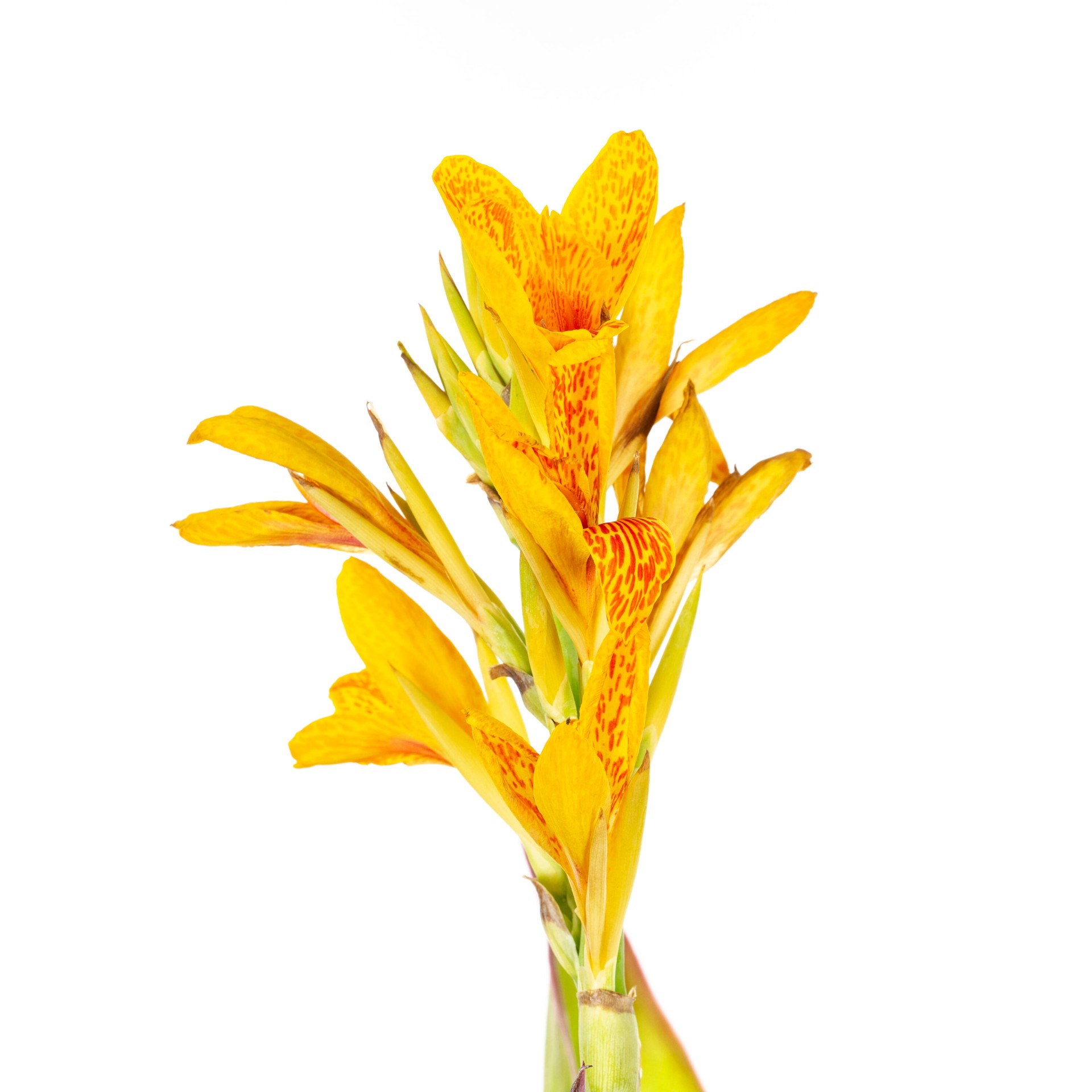 slide 4 of 6, Lowe's Multicolor Canna lily Plant in 2 -Gallon Planter 3 -Pack, 1 ct