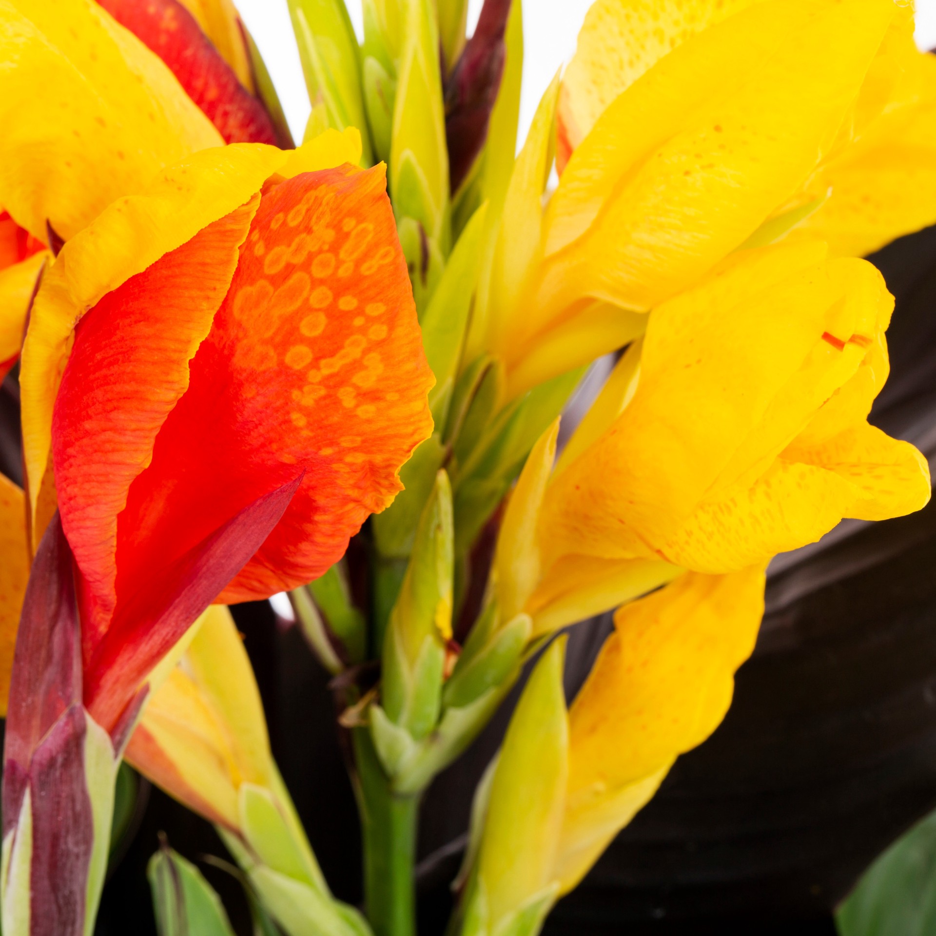 slide 5 of 6, Lowe's Multicolor Canna lily Plant in 2 -Gallon Planter 3 -Pack, 1 ct