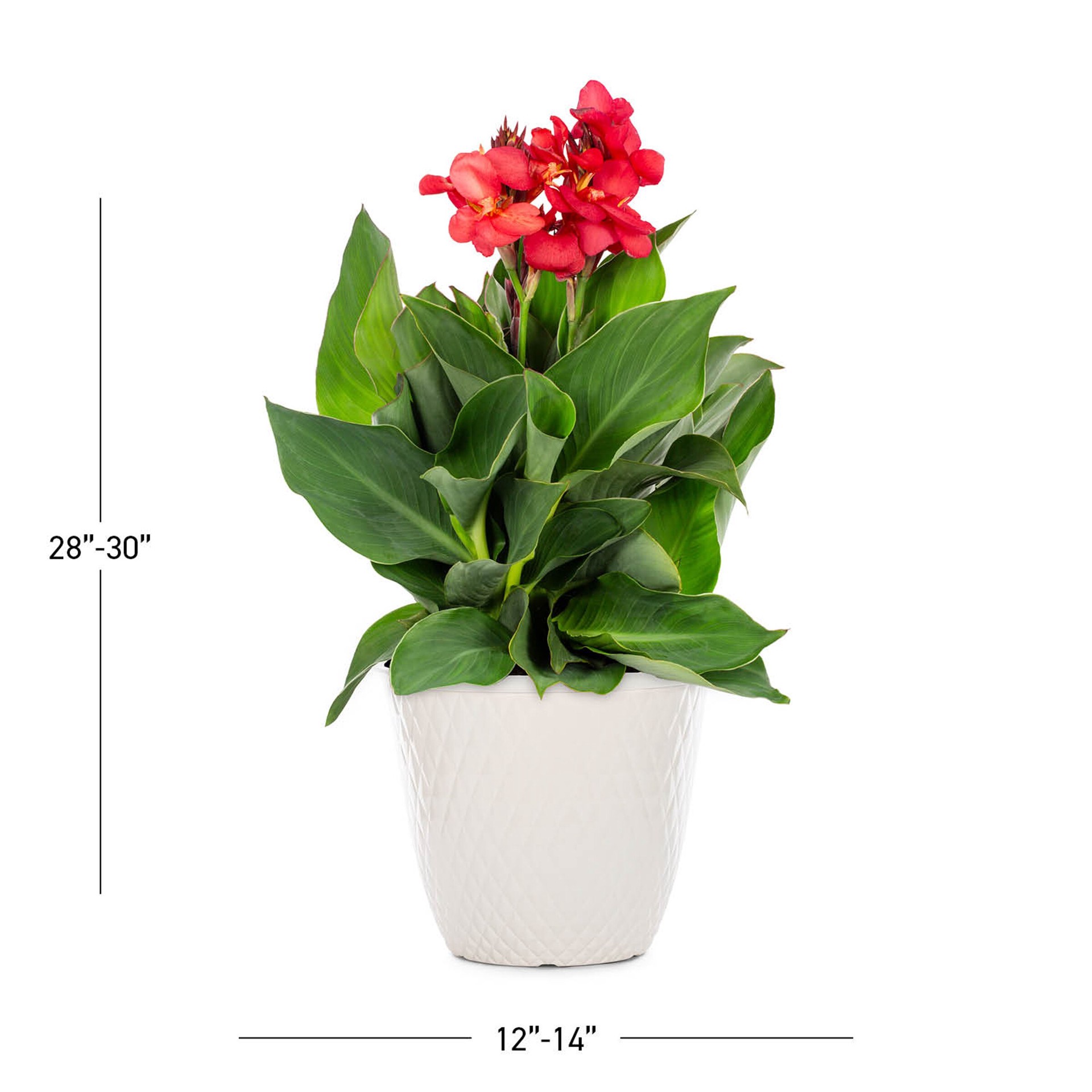 slide 6 of 6, Lowe's Multicolor Canna lily Plant in 2 -Gallon Planter 3 -Pack, 1 ct