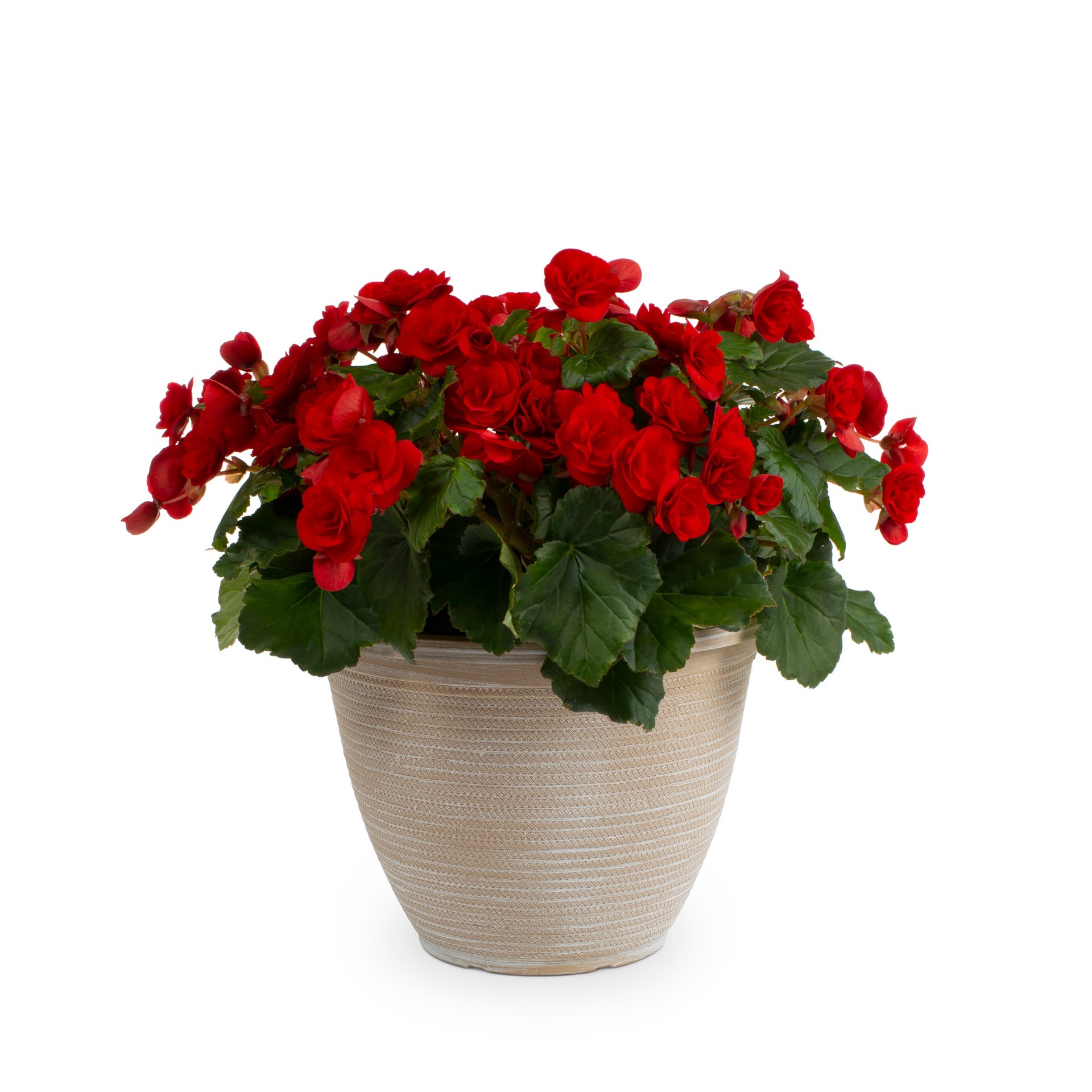 slide 2 of 4, Lowe's Multicolor Mixed Annuals in 2 Gallon(s) Planter 1 -Pack, 1 ct