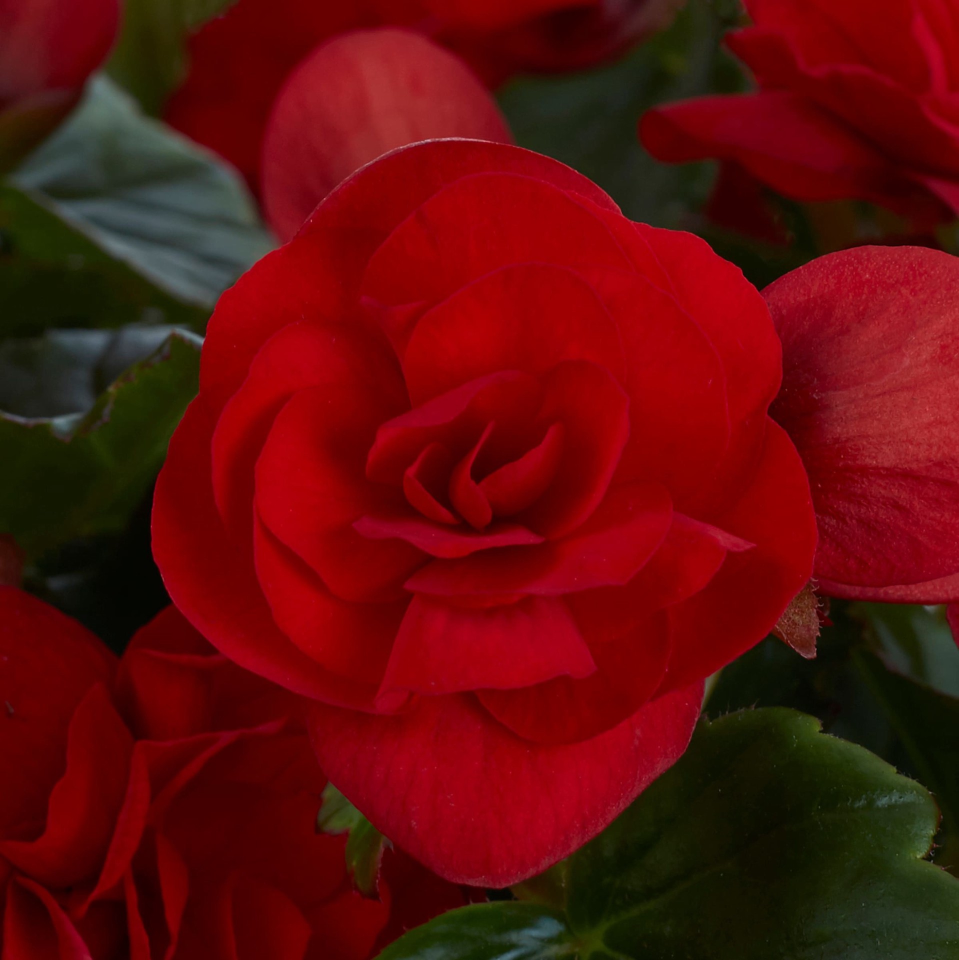 slide 3 of 4, Lowe's Multicolor Mixed Annuals in 2 Gallon(s) Planter 1 -Pack, 1 ct