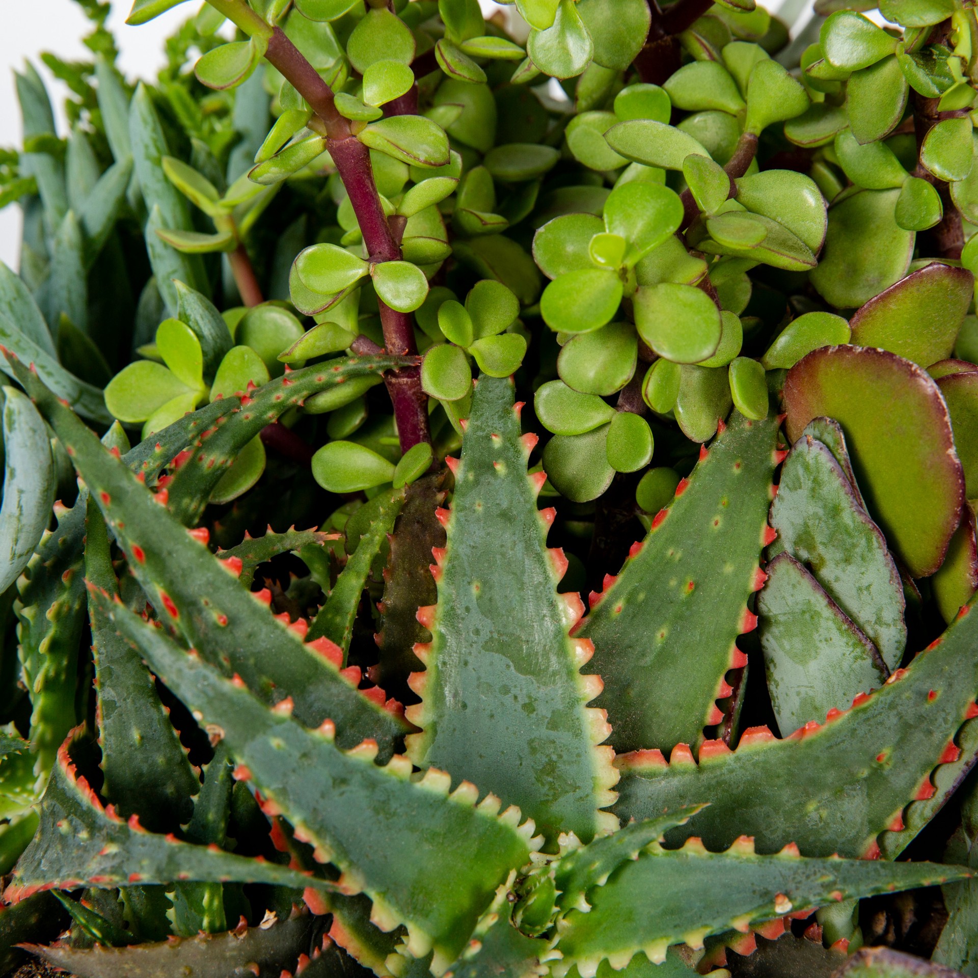 slide 2 of 2, Lowe's Succulents in 2-Gallon (s) Planter, 1 ct