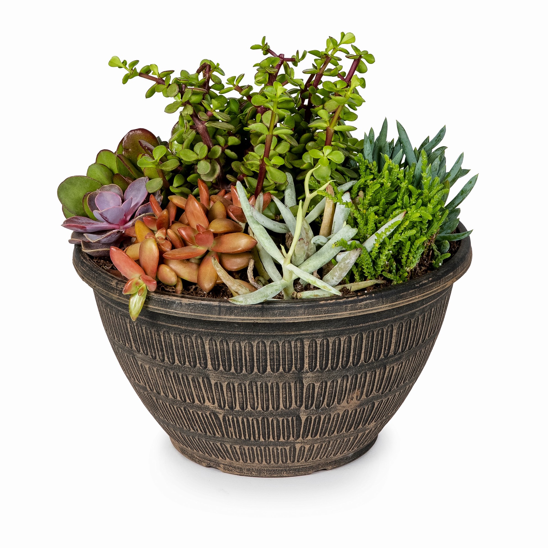 slide 1 of 2, Lowe's Succulents in 2-Gallon (s) Planter, 1 ct