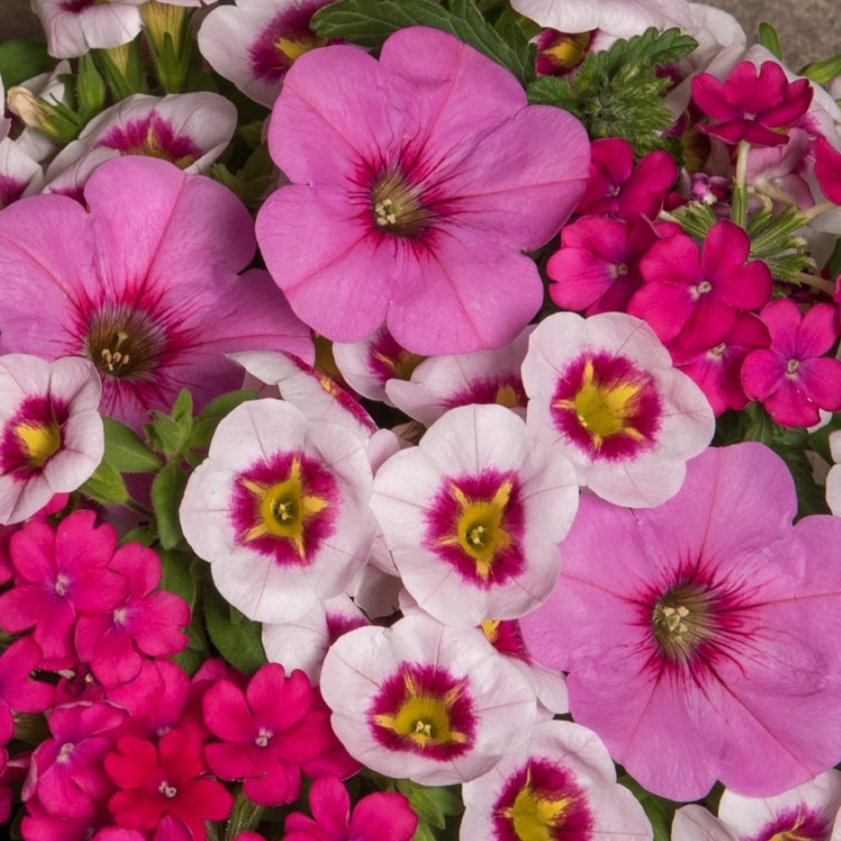 slide 2 of 2, Lowe's Multicolor Confetti Super Mom in 2 Gallon(s) Planter, 1 ct