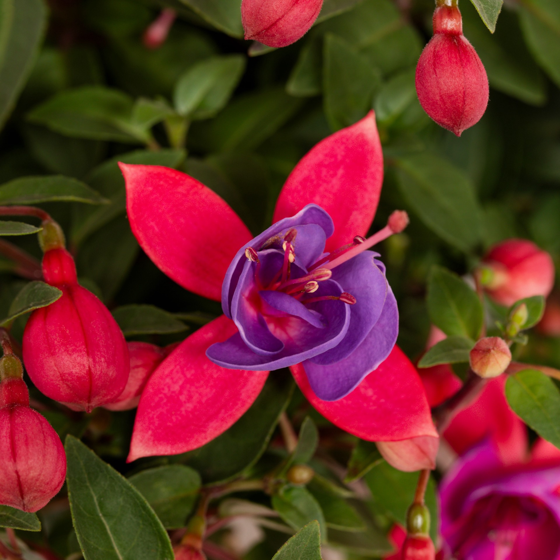 slide 2 of 3, Lowe's Multicolor Fuchsia in 1.5-Gallons Hanging Basket, 1 ct