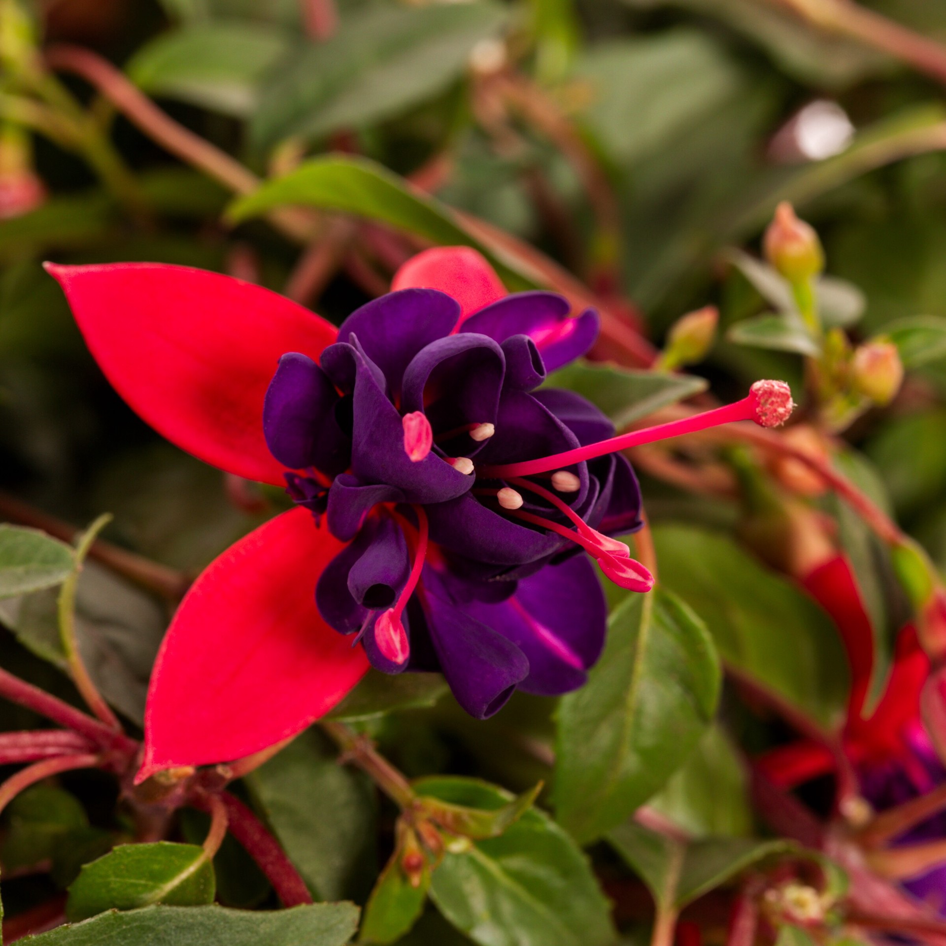 slide 3 of 3, Lowe's Multicolor Fuchsia in 1.5-Gallons Hanging Basket, 1 ct
