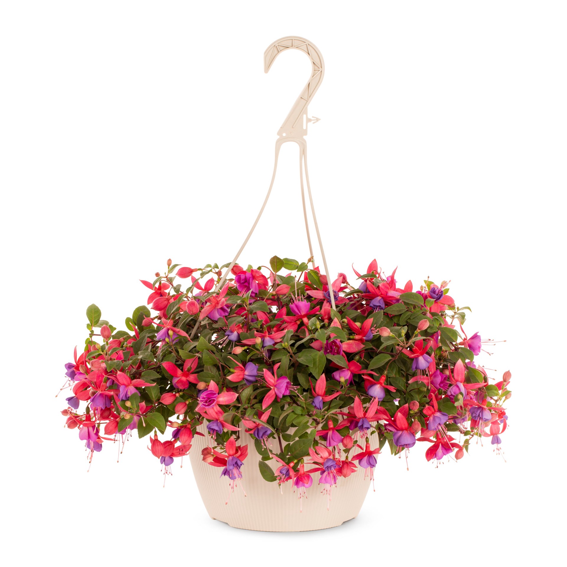 slide 1 of 3, Lowe's Multicolor Fuchsia in 1.5-Gallons Hanging Basket, 1 ct