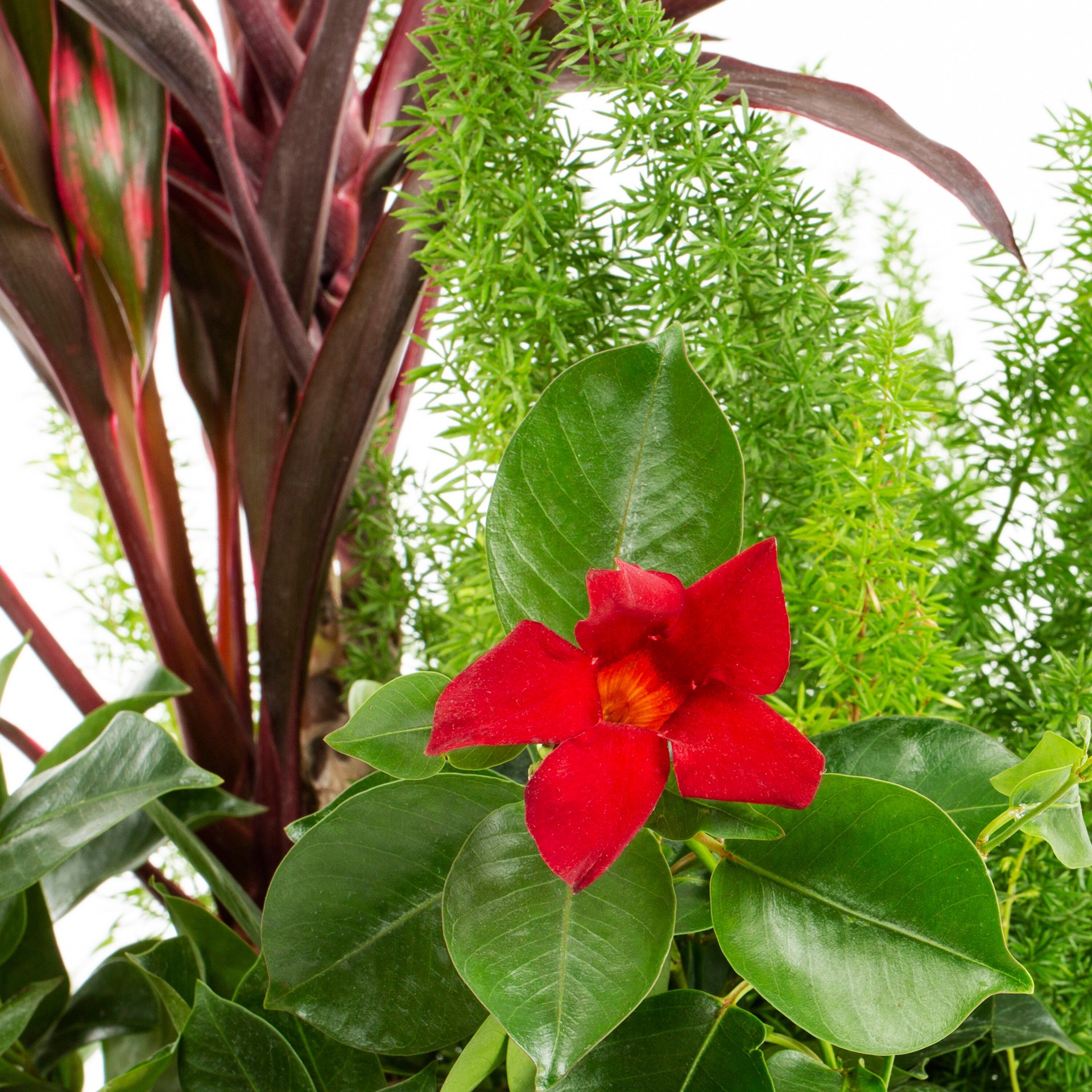 slide 2 of 4, Lowe's Mixed Annuals Combinations Feature Shrub in 1.50 -Gallon Pot 1 -Pack with Multicolor Blooms, 1 ct