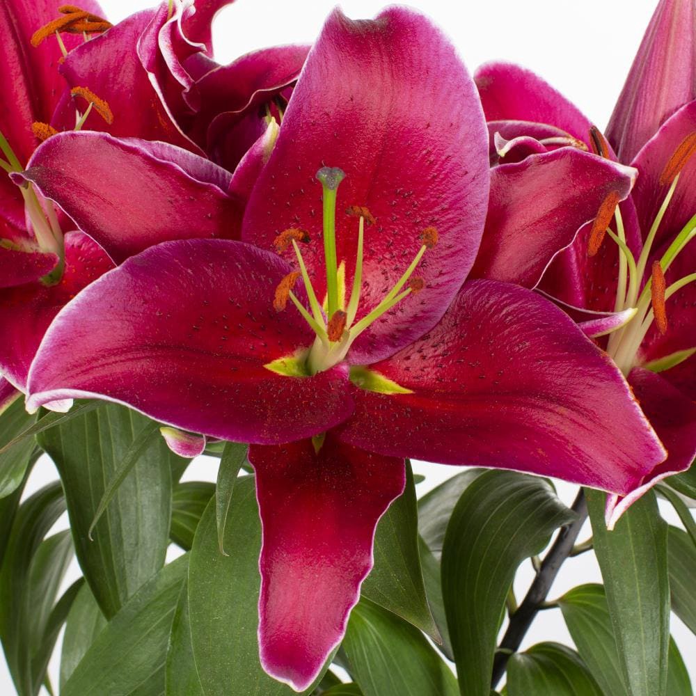 slide 2 of 2, Lowe's Multicolor Asiatic Lily Plant in 3 -Quart Planter 1.0 -Pack, 1 ct