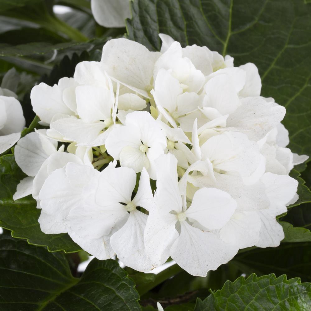 slide 2 of 4, Lowe's Hydrangea Patio Flowering Shrub in 2.25 -Gallon Pot 1.0 -Pack with White Blooms, 1 ct