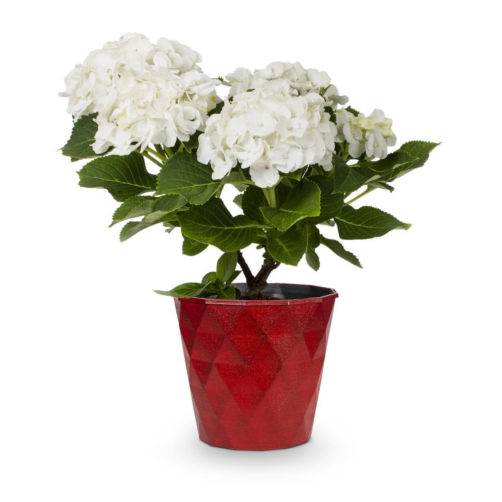 slide 1 of 4, Lowe's Hydrangea Patio Flowering Shrub in 2.25 -Gallon Pot 1.0 -Pack with White Blooms, 1 ct