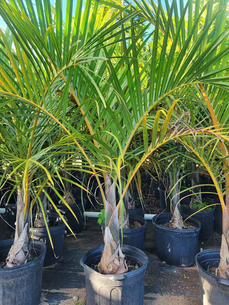 slide 2 of 2, Lowe's 6.50 -Gallon No flowers Sylvestris Date Palm Pot, 1 ct