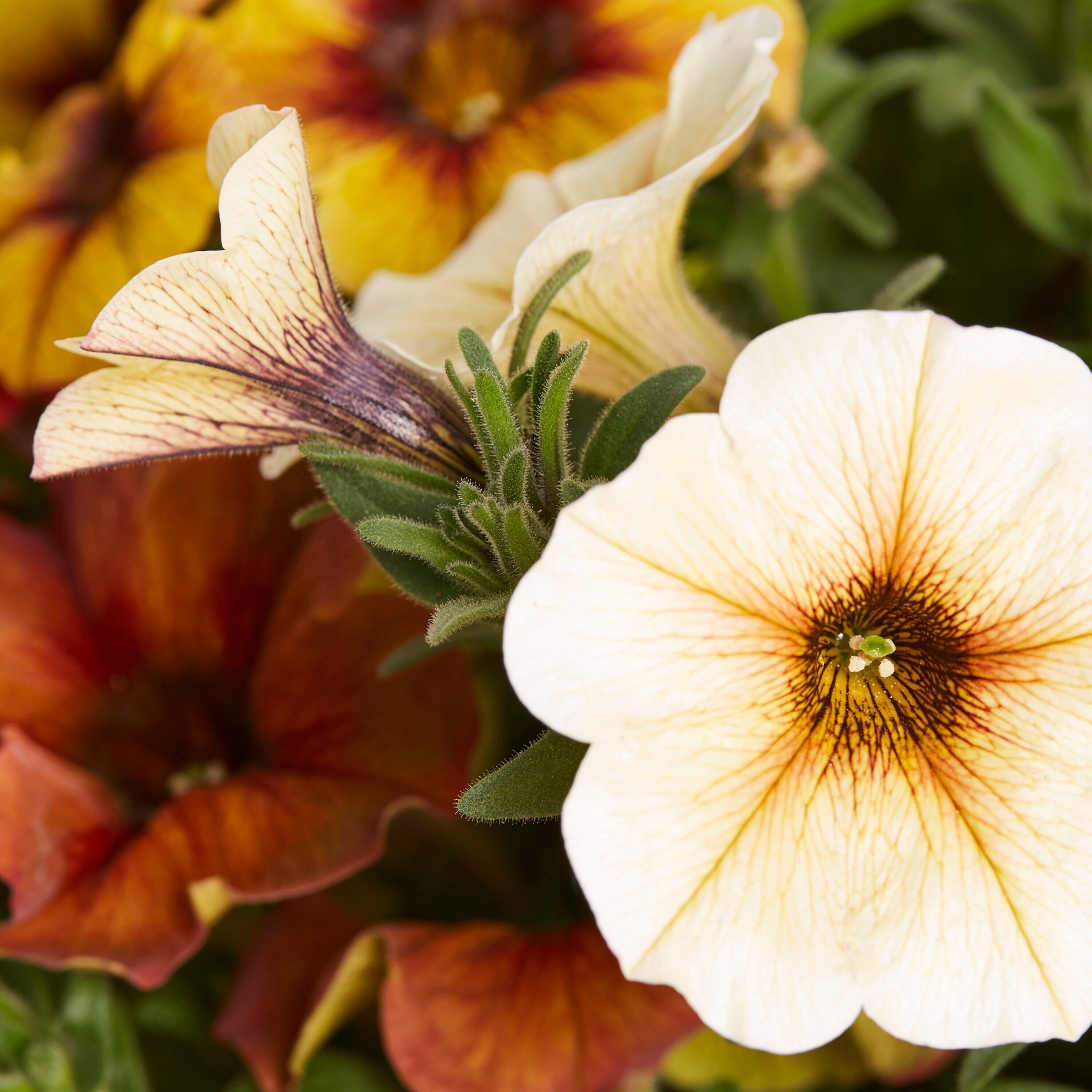 slide 2 of 2, Lowe's Multicolor Bonfire in 2 Gallon(s) Planter, 1 ct