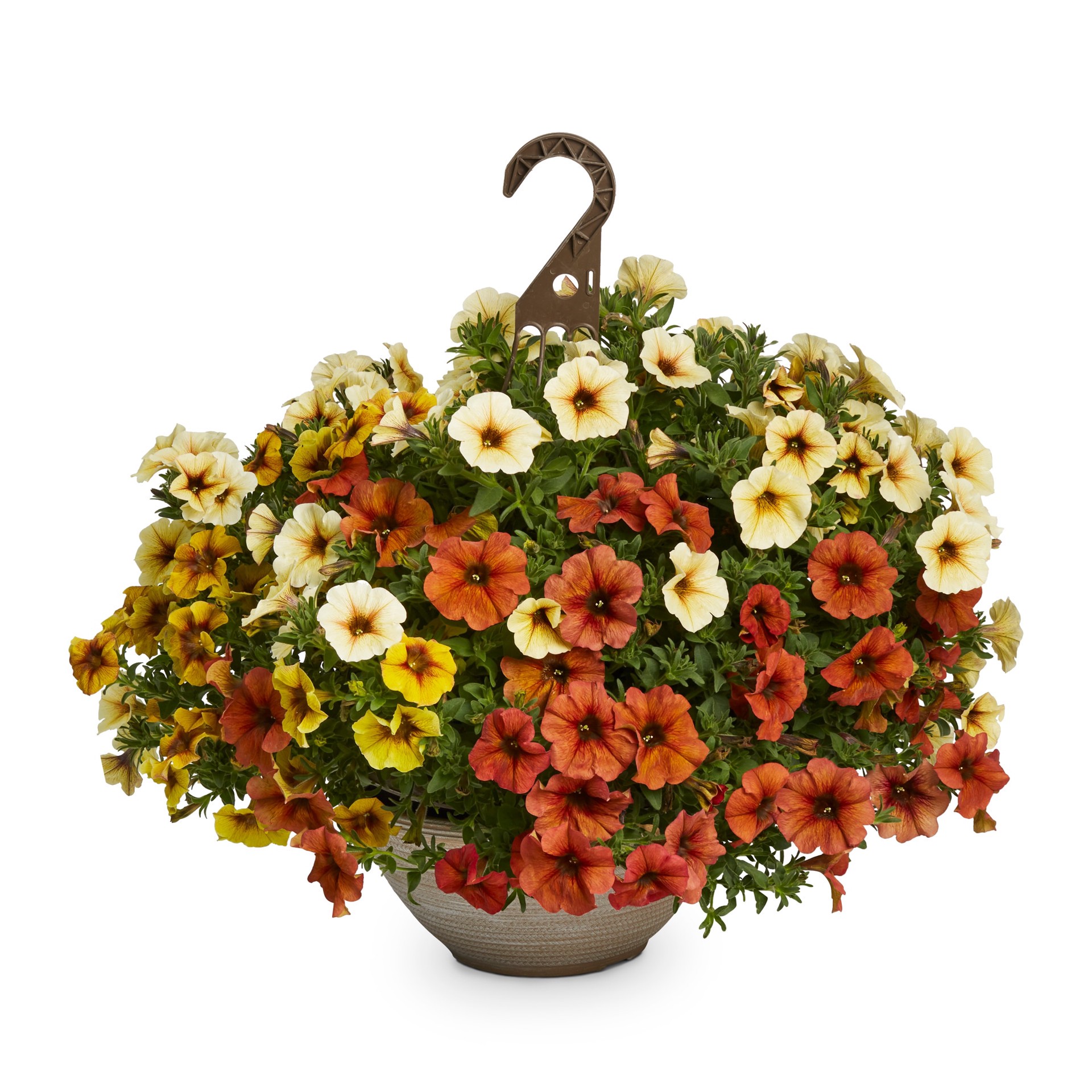 slide 1 of 2, Lowe's Multicolor Bonfire in 2 Gallon(s) Planter, 1 ct