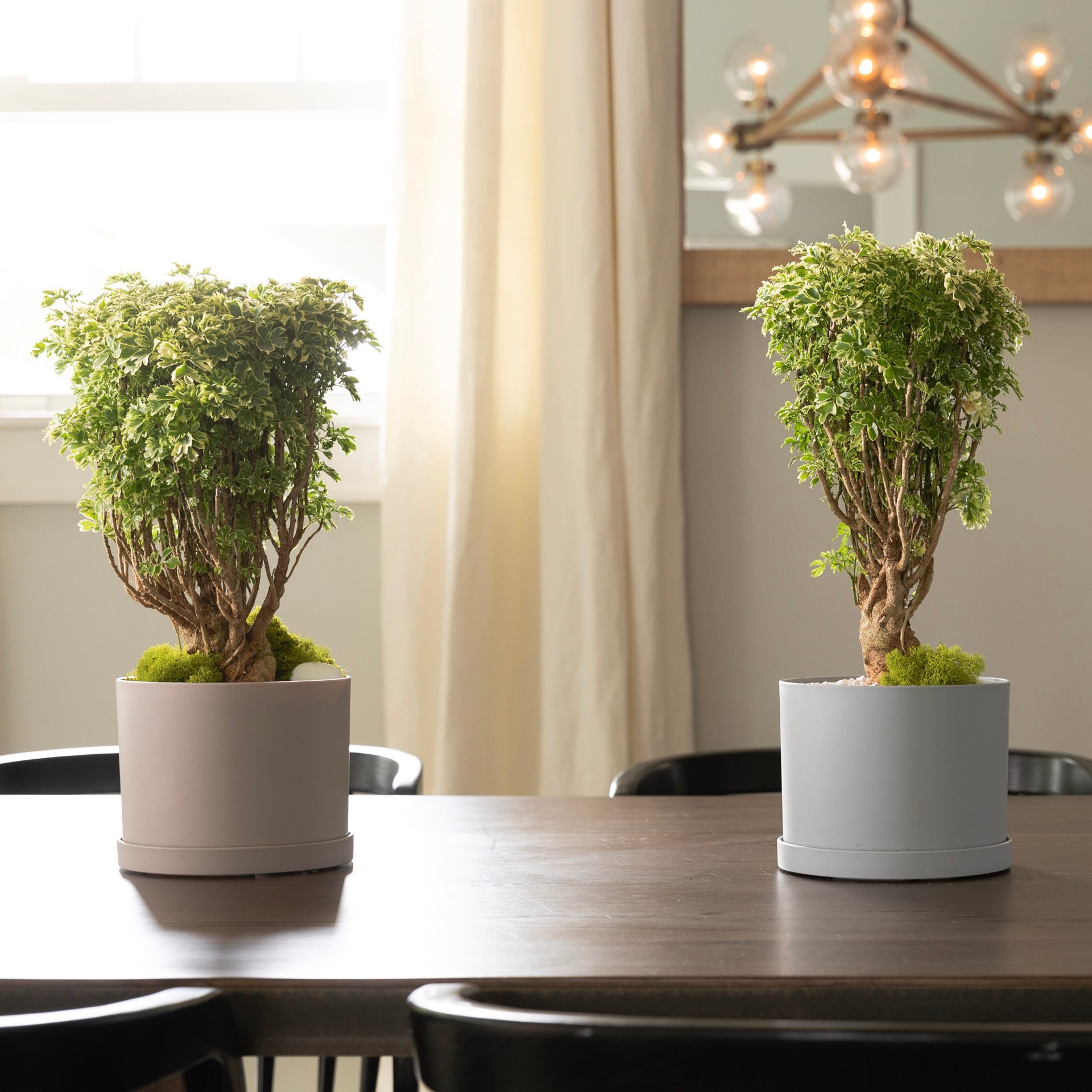 slide 2 of 4, allen + roth Round 9.63-in W x 8.5-in L Off-white Plastic Indoor/Outdoor Planter, 1 ct