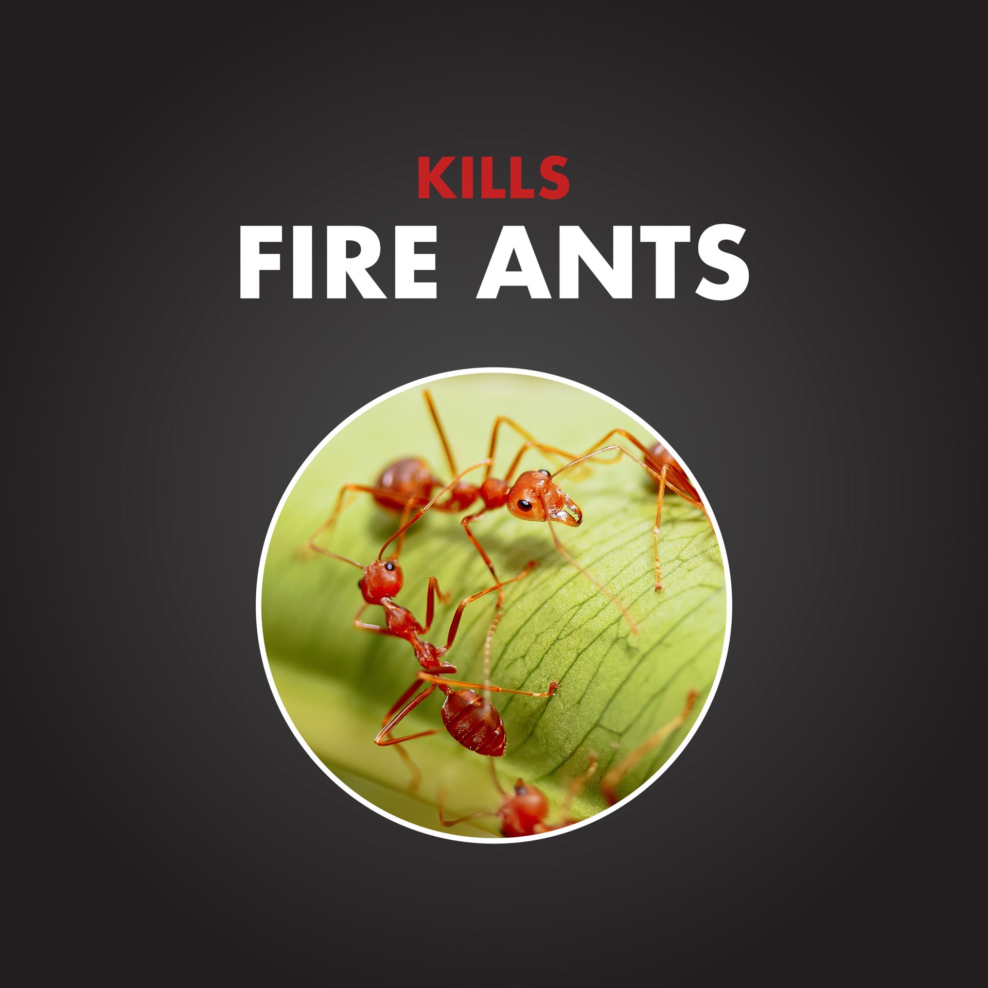 slide 3 of 6, Spectracide One-Shot Fire Ant Killer 5 -lb Fire ant bait, 1 ct