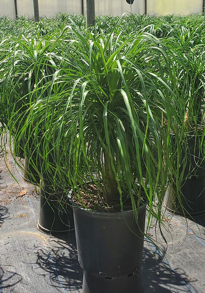 slide 2 of 2, Lowe's Ponytail Palm Plant in 6.5 -Gallon Pot 1 -Pack, 1 ct