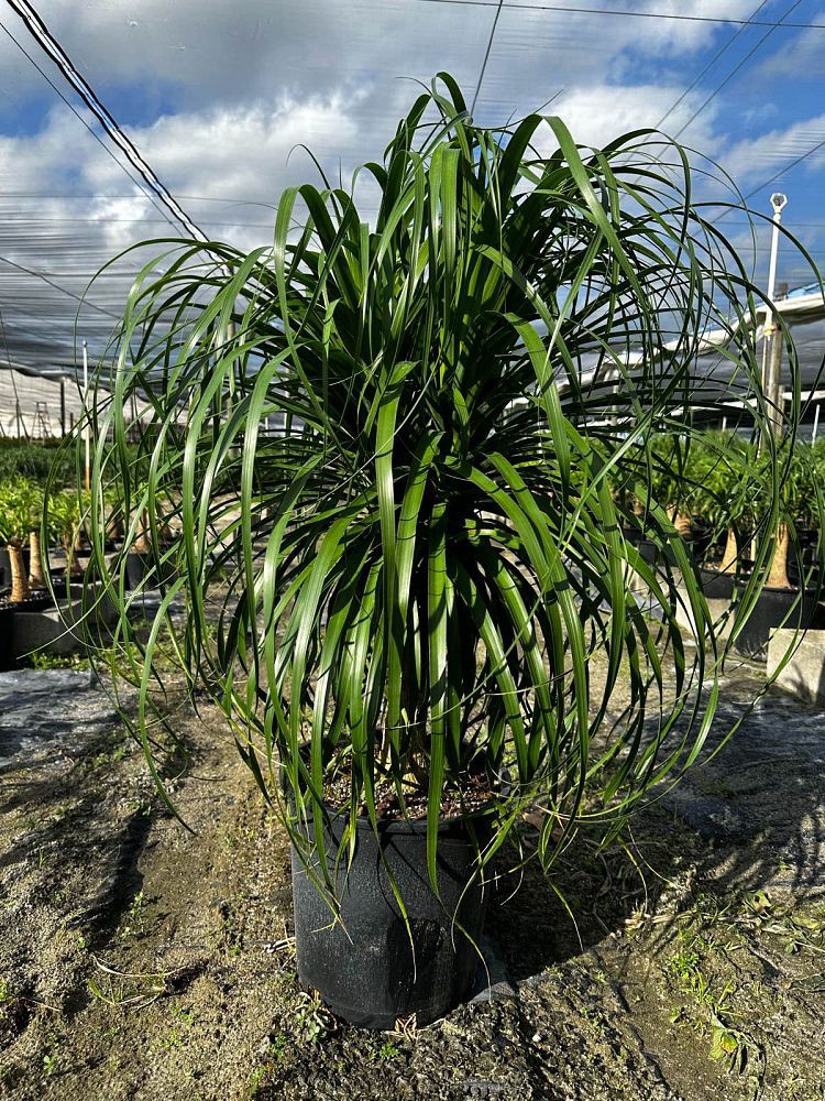 slide 1 of 2, Lowe's Ponytail Palm Plant in 6.5 -Gallon Pot 1 -Pack, 1 ct