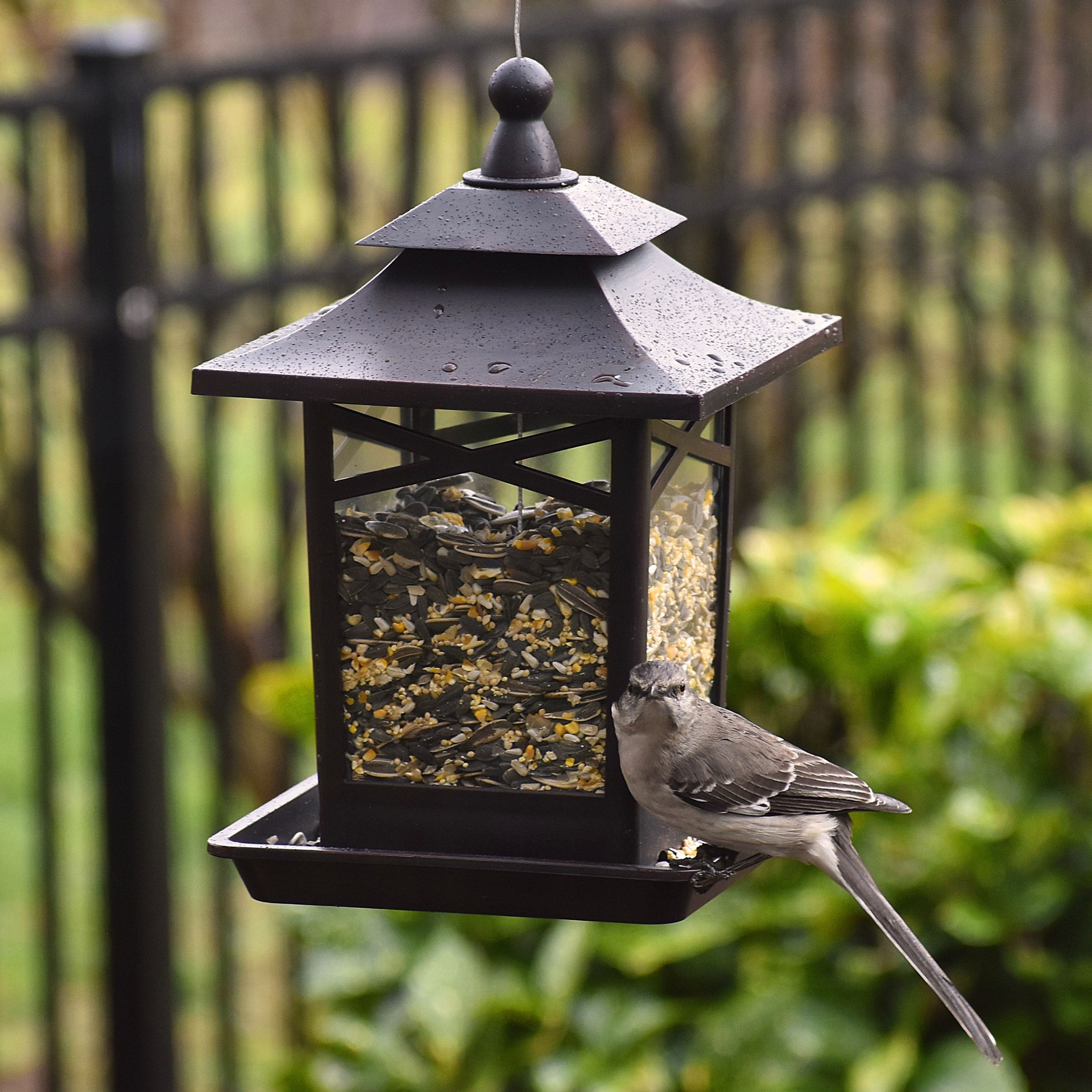 slide 6 of 6, Backyard Glory Plastic Hanging Hopper Bird feeder - 5-lb, 1 ct