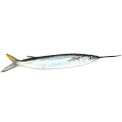 Killer Bee Bait Medium Frozen Ballyhoo Lure
