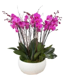 Bonita Dubai Orchid Garden