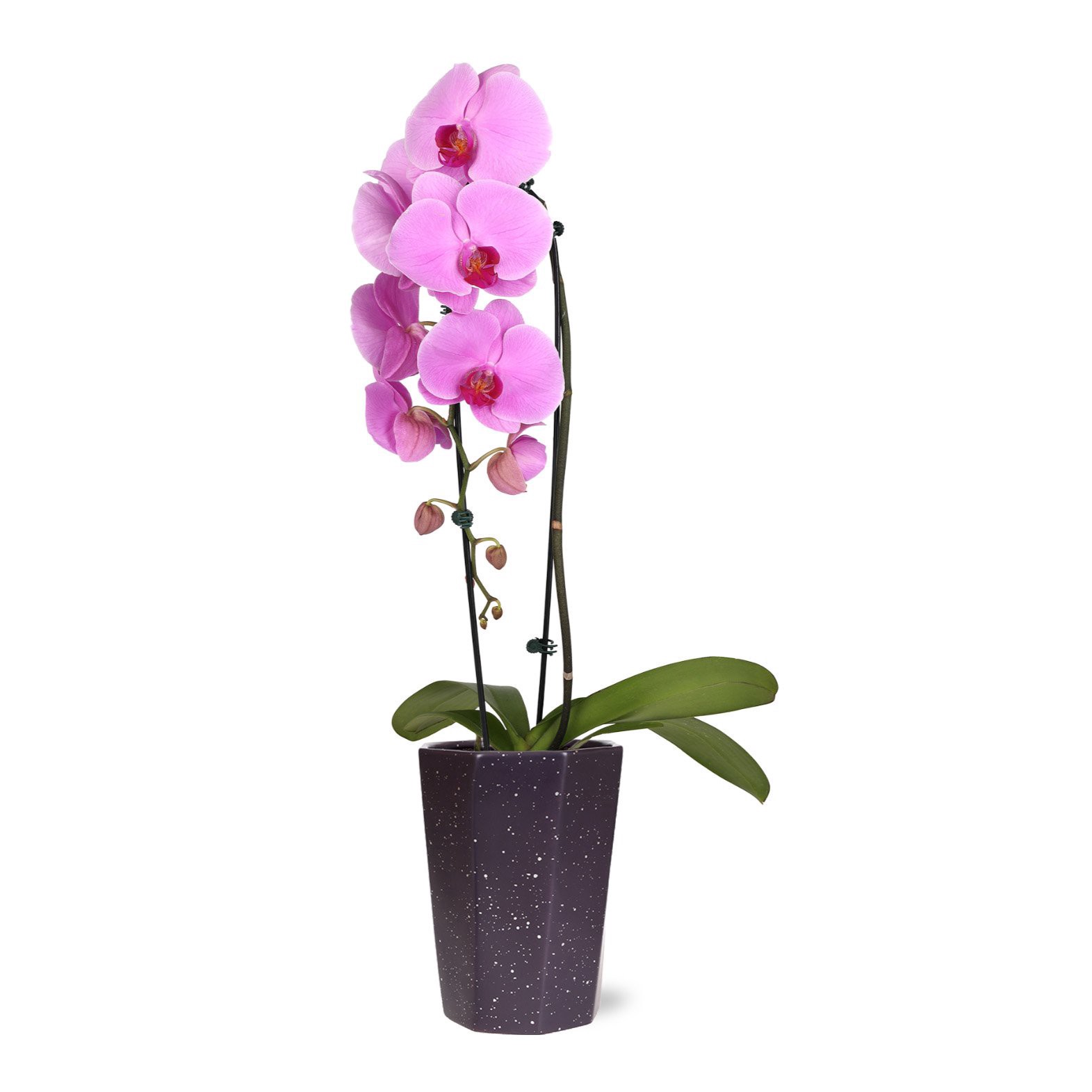 slide 1 of 1, BLOOMS by H-E-B Potted 5" Waterfall Orchid, 5 in