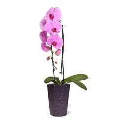 BLOOMS by H-E-B Potted 5" Waterfall Orchid