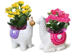 Charlie's Produce Llama Mama Ceramic Calendiva