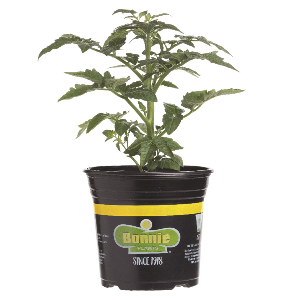 slide 1 of 1, BONNIE PLANTS Bonnie Patio Tomato Gallon, 2.32 qt