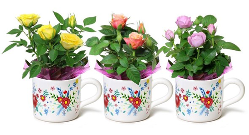 slide 1 of 1, Mini Floral Teacup Mini Rose, 2 in