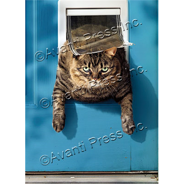 slide 1 of 1, Avanti Cat Stuck in Pet Door, 1 ct