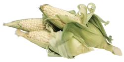 White Corn, 5 ct
