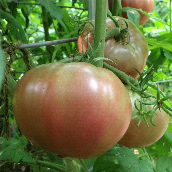 slide 4 of 9, Bonnie Plants  Tomato Cherokee Purple, 19.3 oz