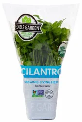 Cilantro Potted4In