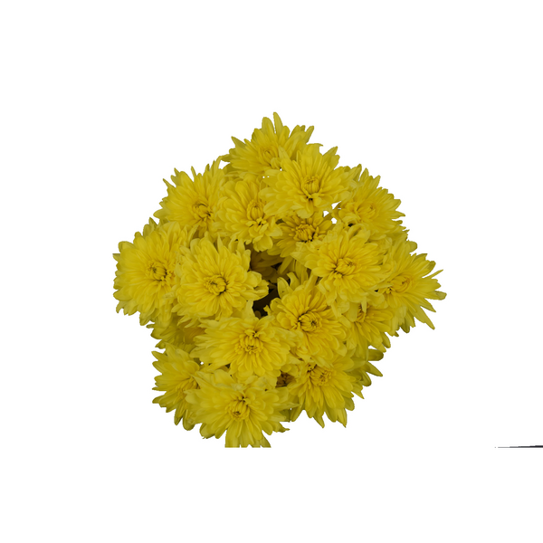 slide 1 of 1, Spray Mums (Colors May Vary), 5 ct