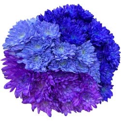 Giant Summer Big Bunch Mums (Colors May Vary)