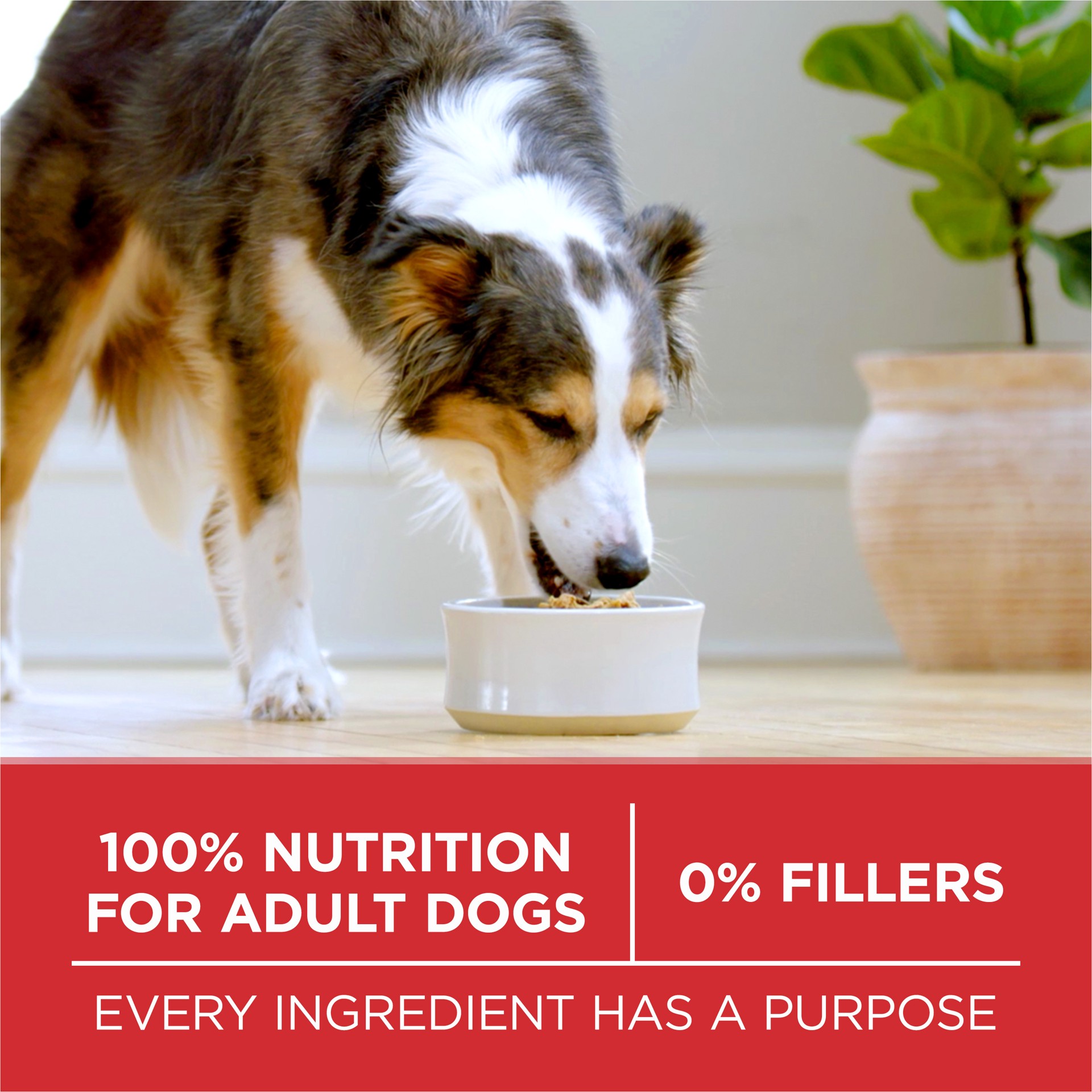 slide 8 of 8, ONE Purina ONE Dry Dog Food Lamb and Rice Formula, 31.1 lb