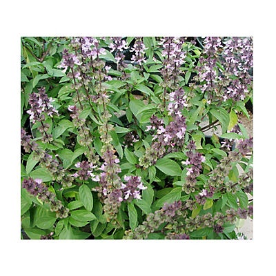 slide 1 of 1, Natures Herb Farm Thai Basil, 6 in