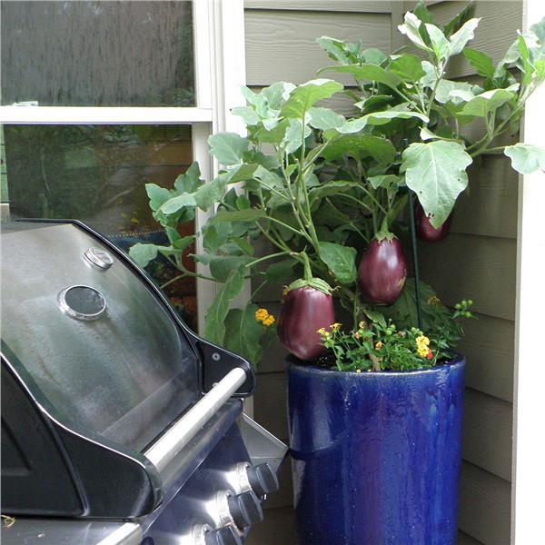 slide 4 of 9, Bonnie Plants  Eggplant Black Beauty, 19.3 oz