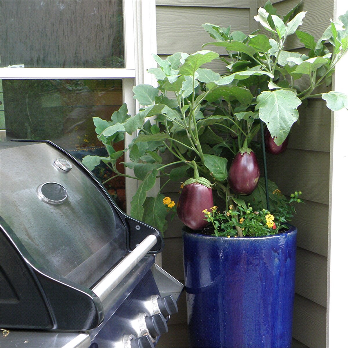 slide 5 of 9, Bonnie Plants  Eggplant Black Beauty, 19.3 oz