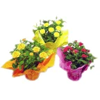 Floral Mini Rose Plant