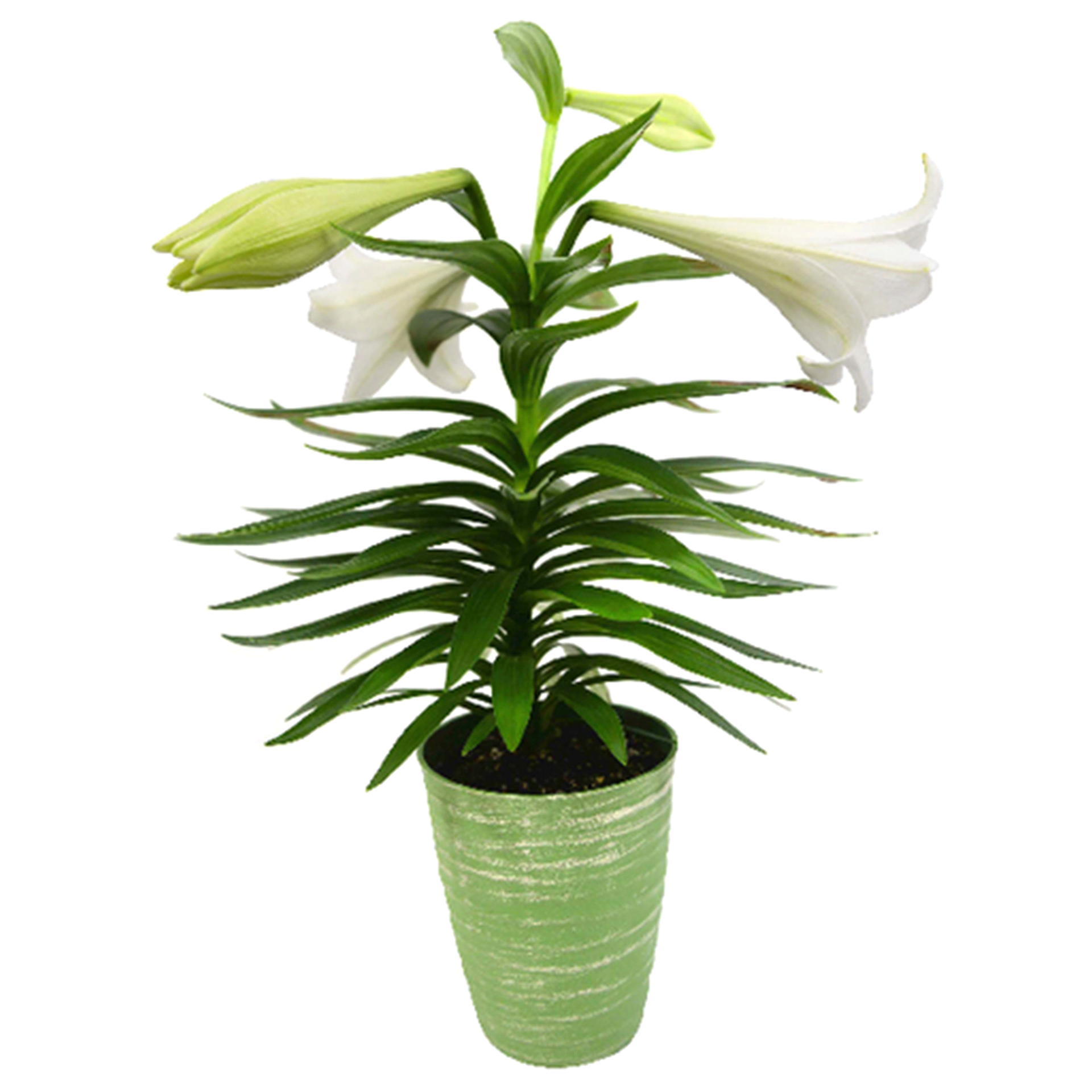 slide 1 of 1, 5.0 Easter Lily Designer, 5 in