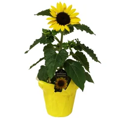 Sunflowers In Potcover