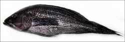 Fish-Whole Sea Bass