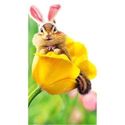 Avanti Chipmunk Bunny In Tulip