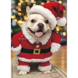 Avanti Card Christmas Walking Santa Dog